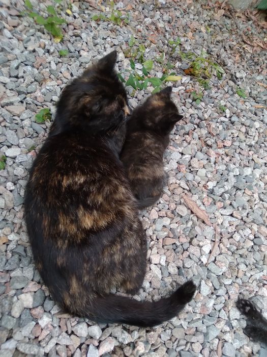 Котенок девочка, в добрые руки