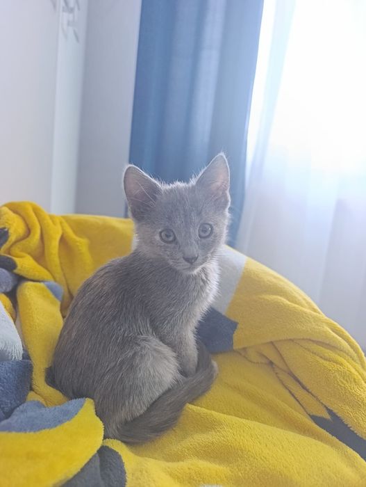 Pisica spre adoptie