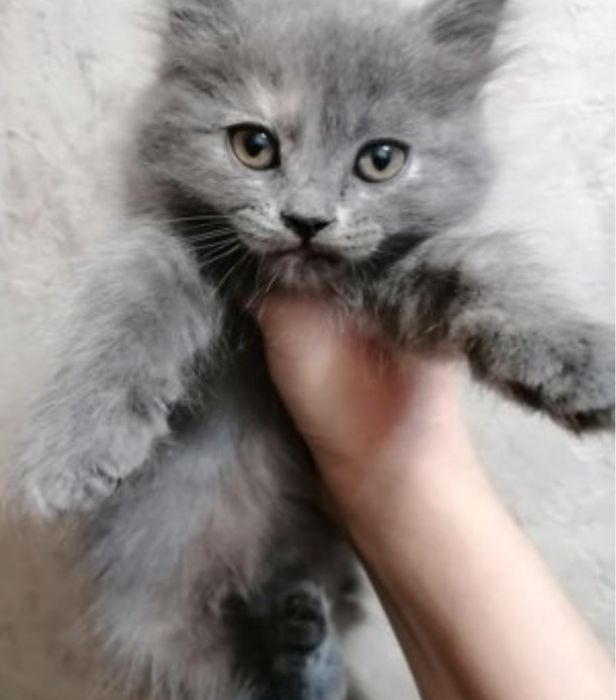 Шотландские девочки, 1.5 мес