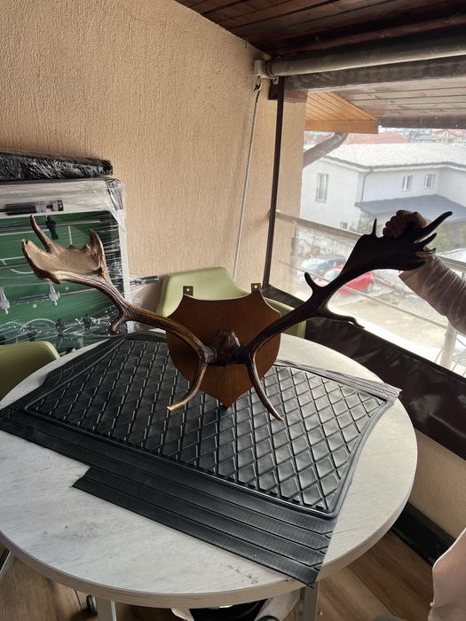 Coarne Cerb autentice mari