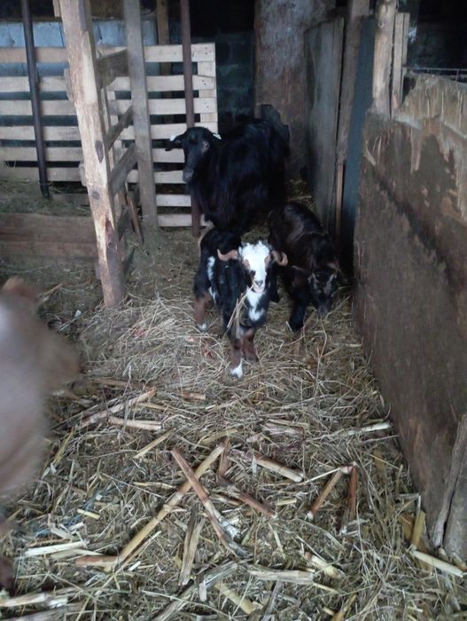 Capre cu iezi și tap de prasila