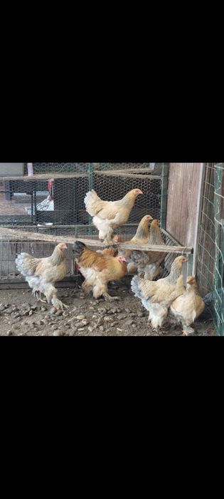 Găini Brahma columbia - TINERET