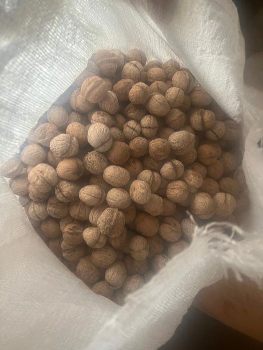 Астана орех табиғи