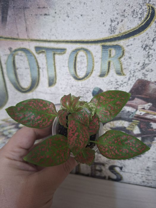 Продам комнатные цветы