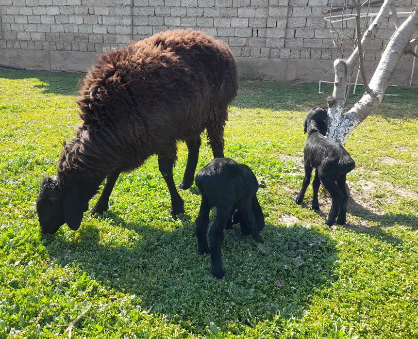 Egzak ona bola sotiladi