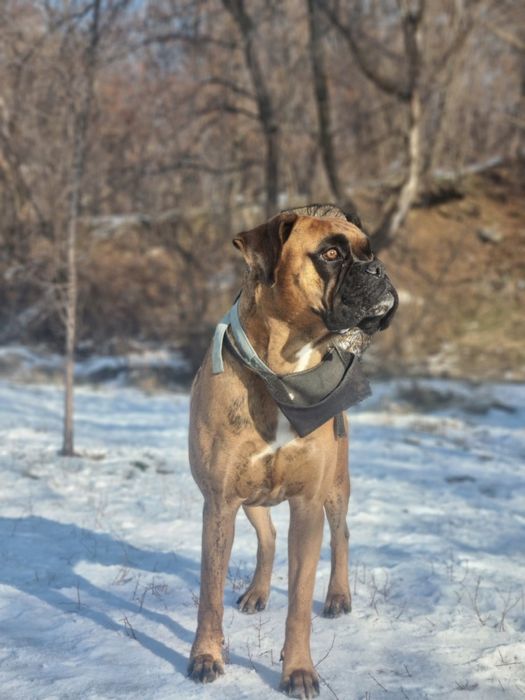 Вязка кобель немецкий боксер