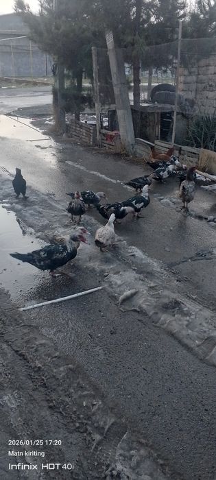 Oʻrdaklar bor sergilida