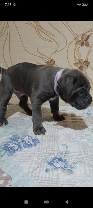 Кане-корсо резерв щенков