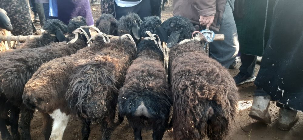 Hisori quzilar sotiladi  2mlndan bowlanadi 3mlngacha bor