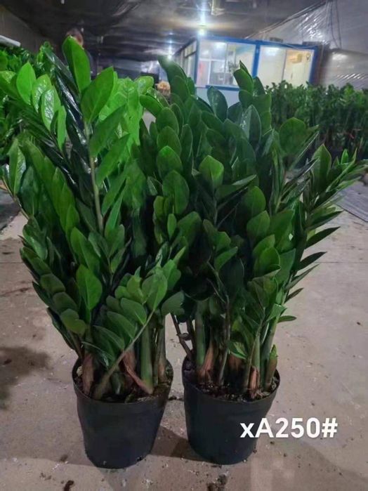 Xona gullari arzon narxlarda