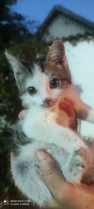 Котята бесплатно