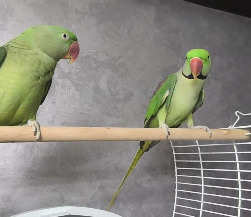 Пара ручных Александрийских попугаев