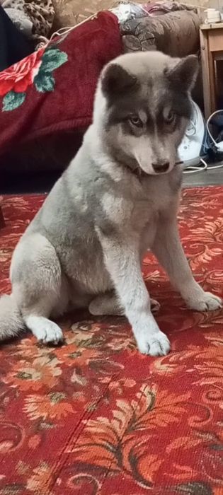 Потерялась собака породы хаски