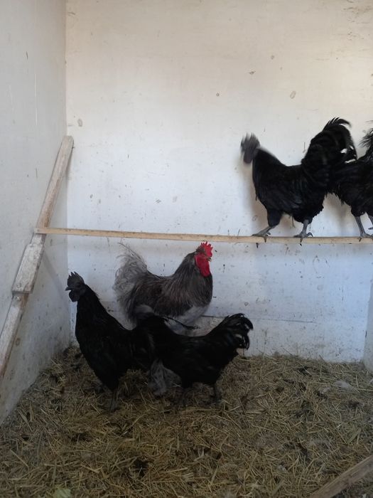 Кохинхин голубой