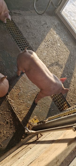 Vand iepuri de curte