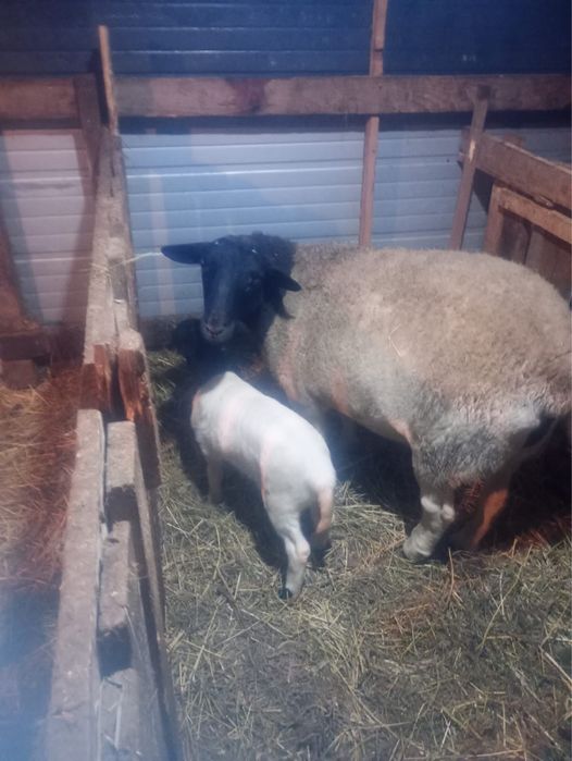 Oi dorper de vanzare