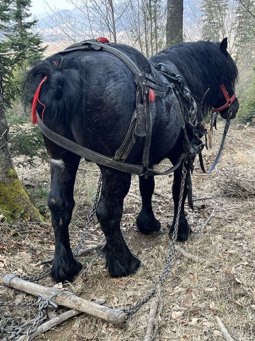 De vanzare harmasar de 6 ani