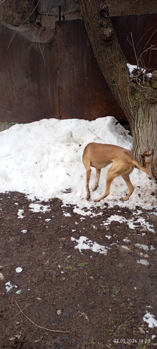 Тазы 10 айлык ургашы