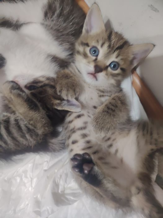 Отдам котят в добрые руки