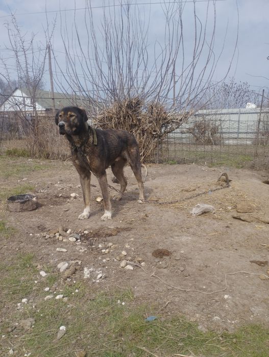 Алабай 1 жасар 20000 тг