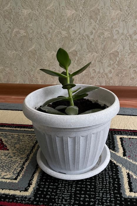 Продам комнатные цветы