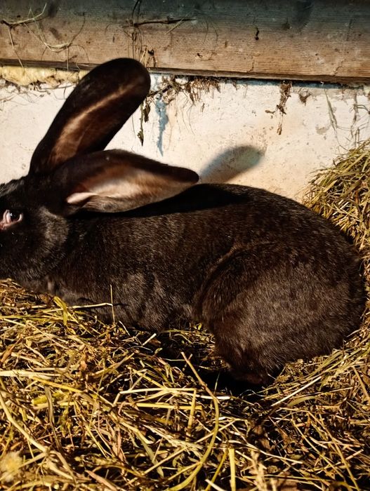 Vind iepuroica uriaș german 7 luni