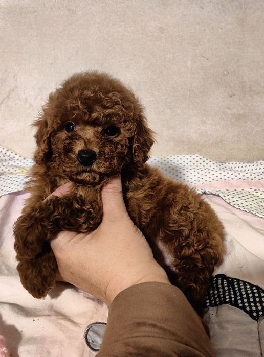 Мальчики и девочка мальтипу F1, Ред Браун.