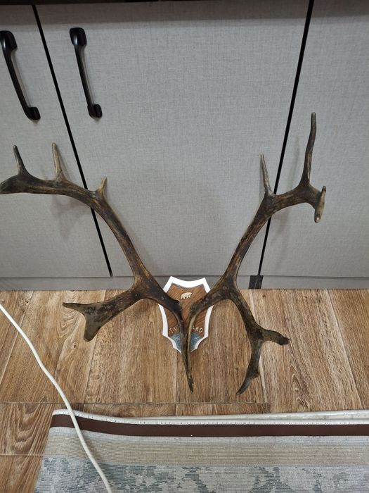 Продам красивые  р