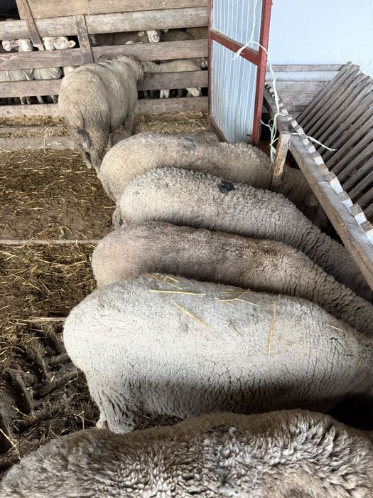 Vand 60 de oi merinso gestante