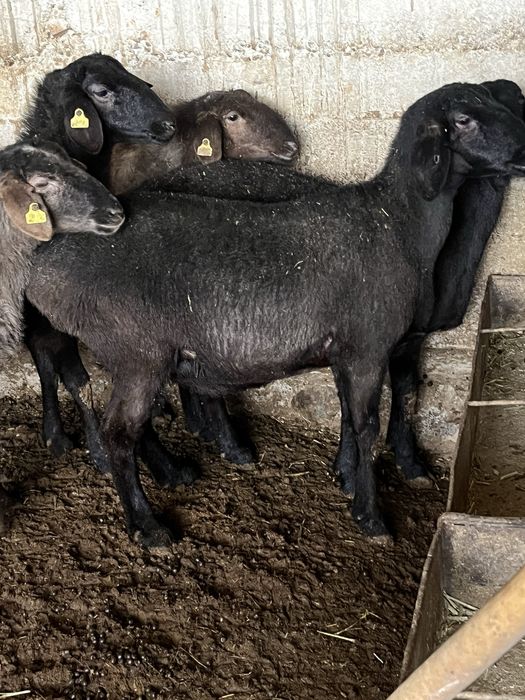 Қой саулық семіз бордақы