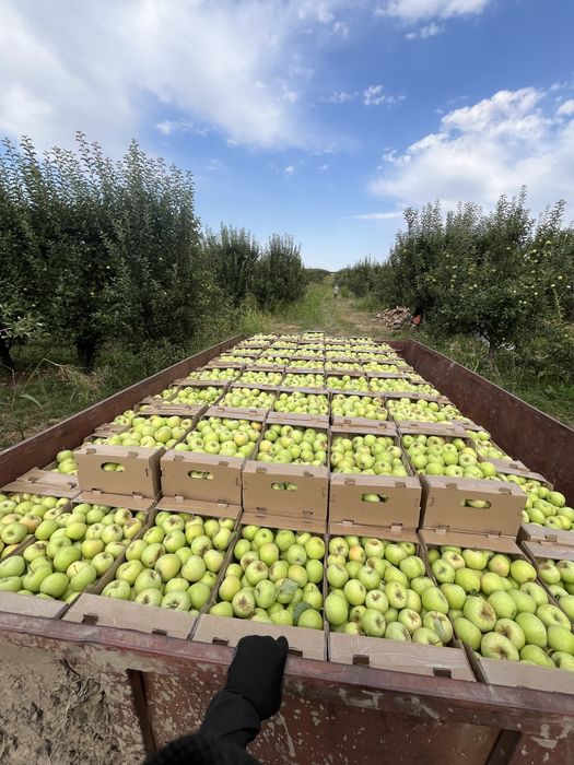 яблоко лимонка алма жаксы