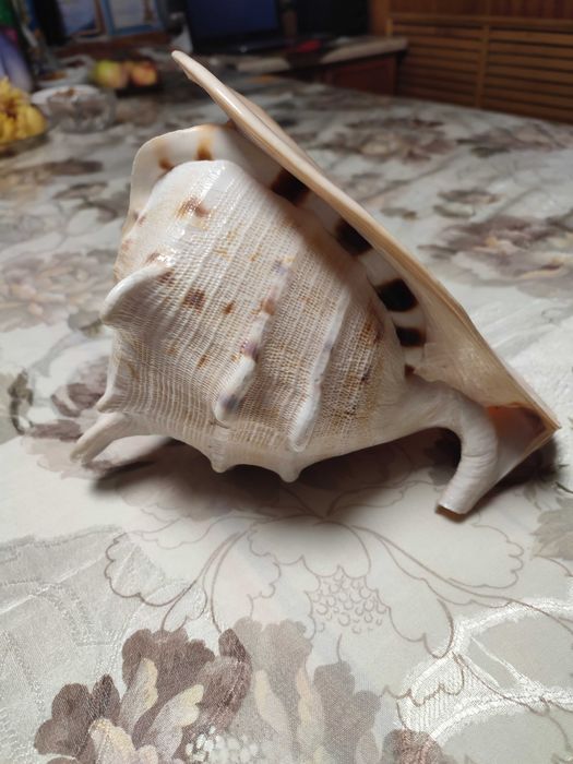 Королевская ракушка