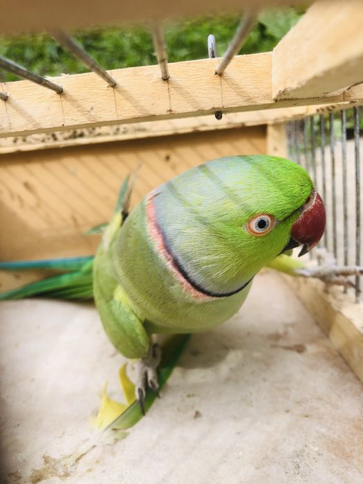 Papagali micul alexandru masculi alexander