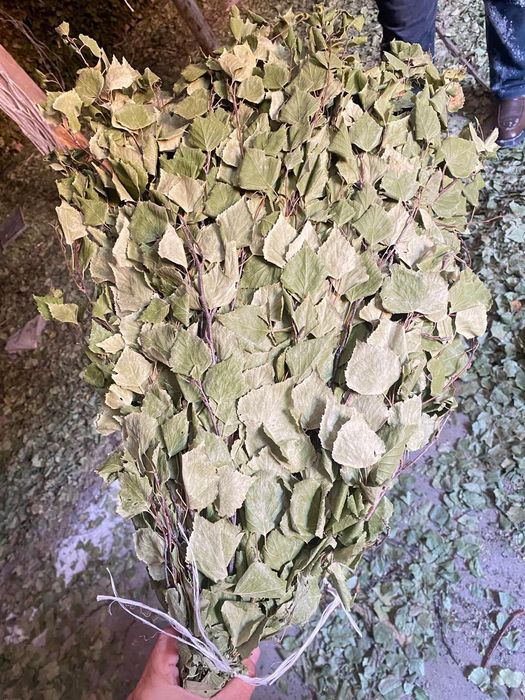 Веник берёза мошный