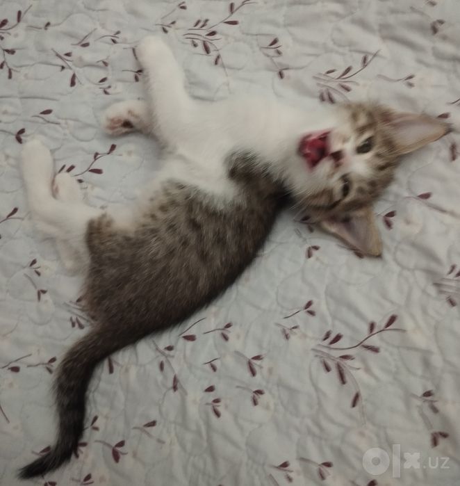 Котёнок домашний.