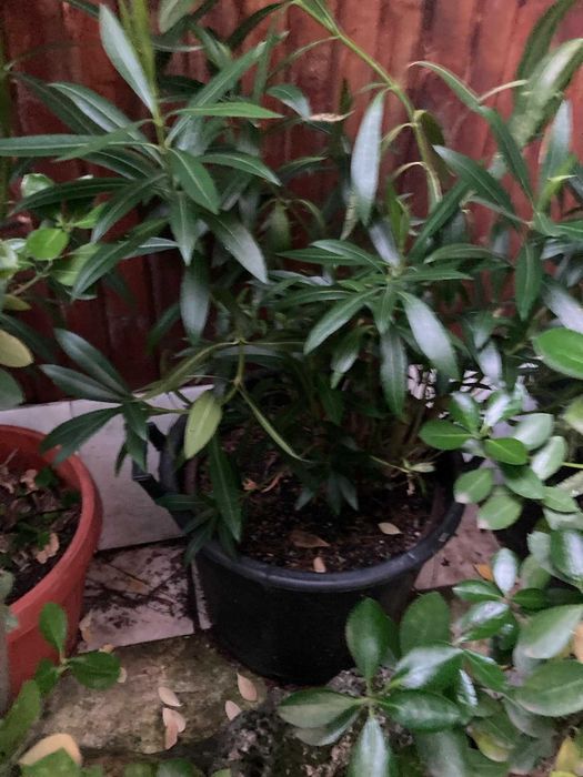 Закуми цветя в саксии 1.20-1.60