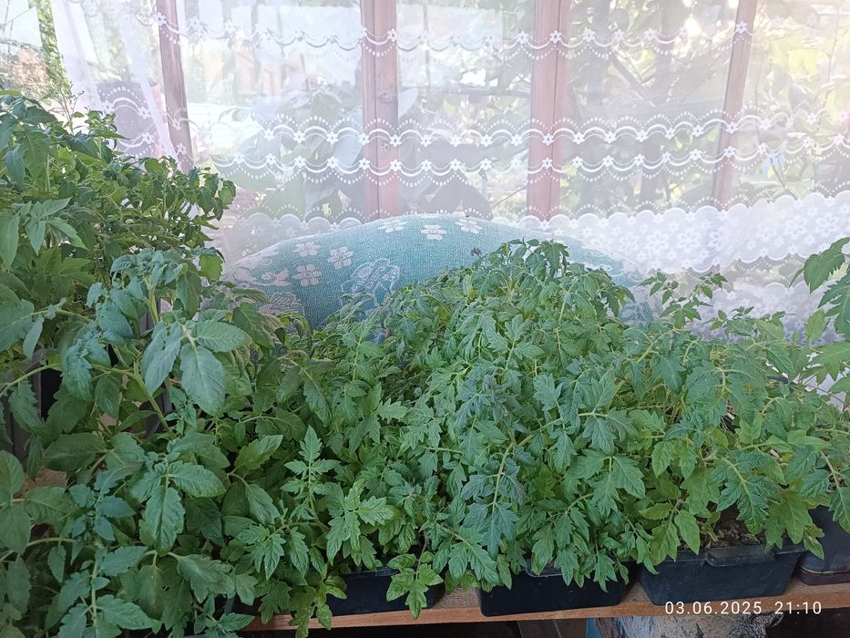 Продам остатки рассады
