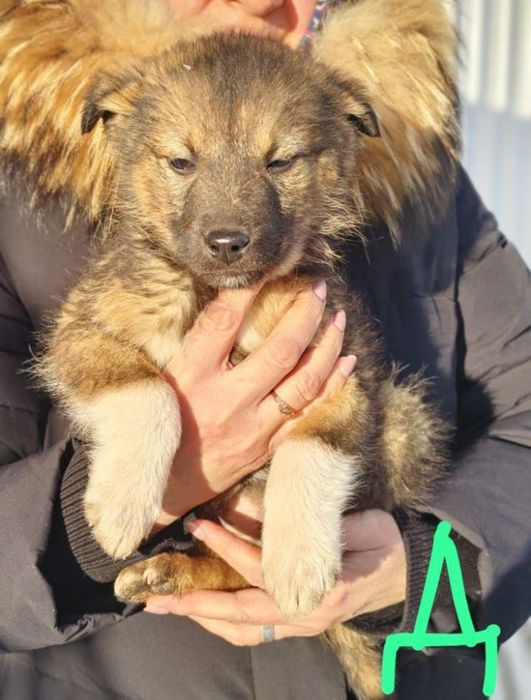 Отдам ценят в добрые руки