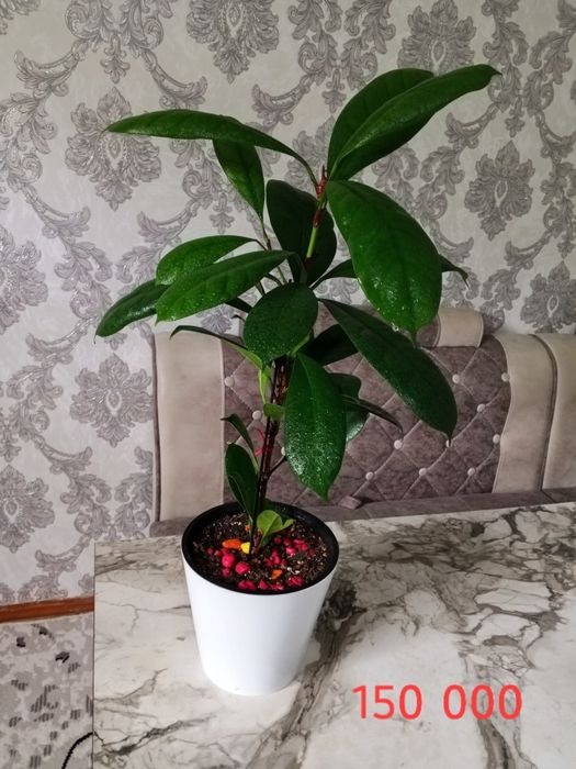 Продаются цветы комнатные.