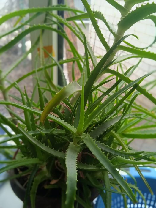 Комнатные растения