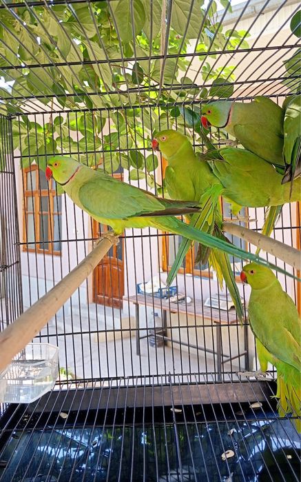 Попугай ожереловый