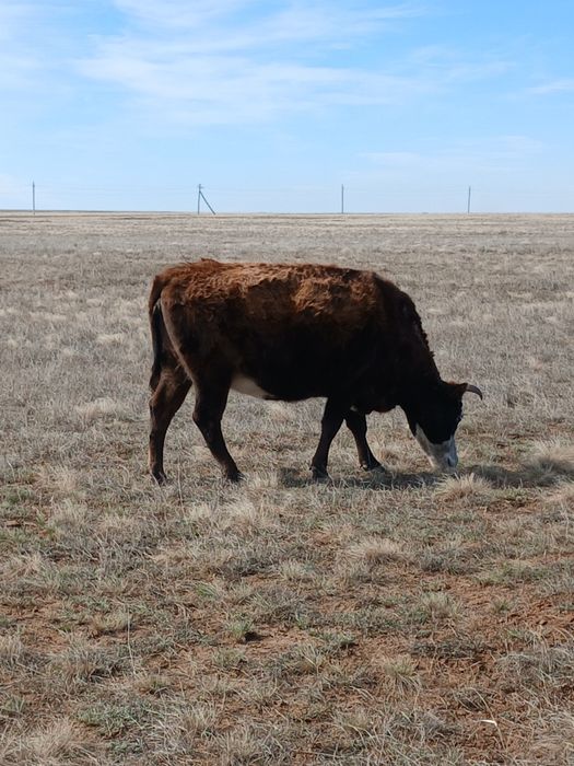 Сиыр сатылады кысыр