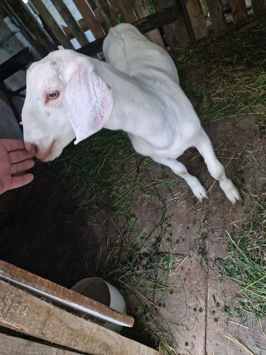 Capra sannen  o iedita metis șaten cu anglonubian si 1  capra  murciano de granadina