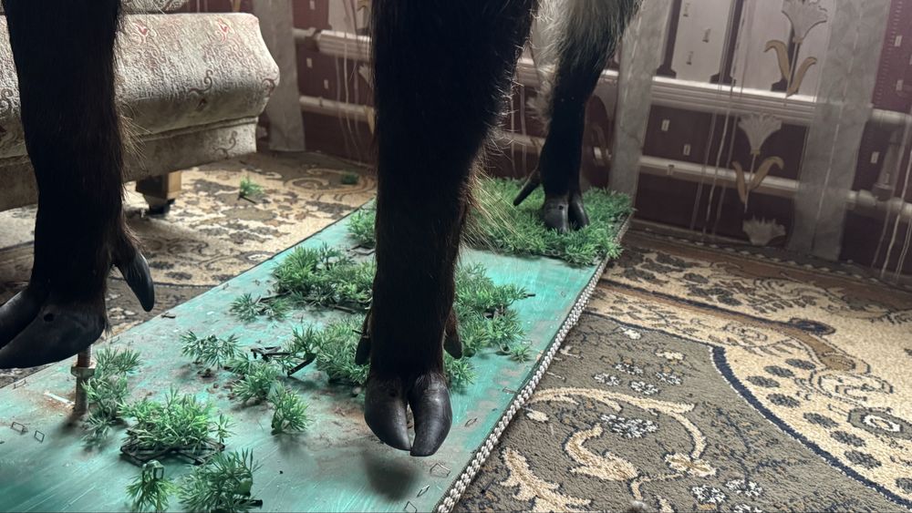 Декаративный кабан