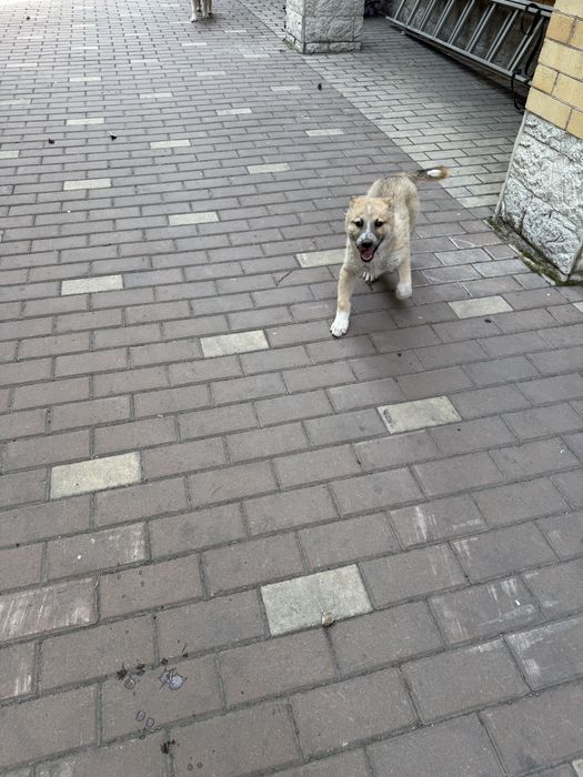 Дарю щенков 2 девочки