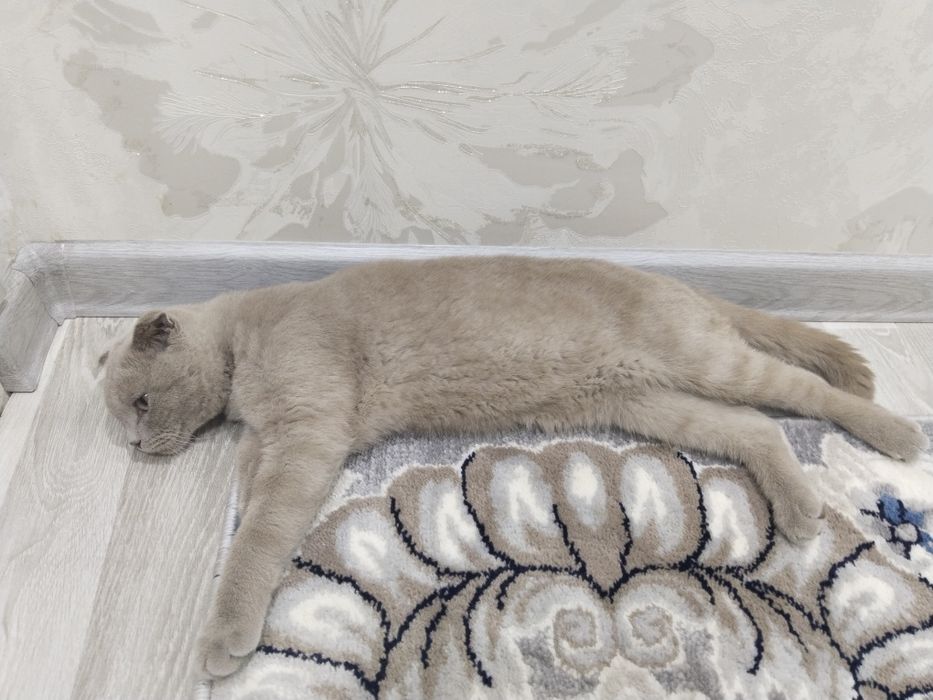 Skotish fold mushugi