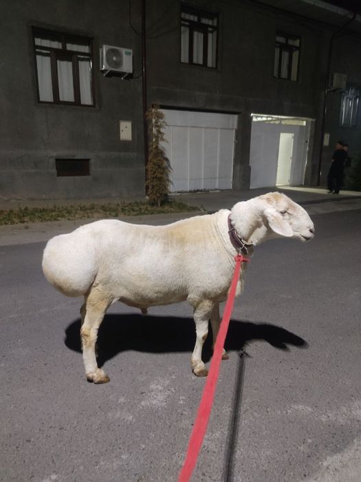Qo’y sotiladi yirik