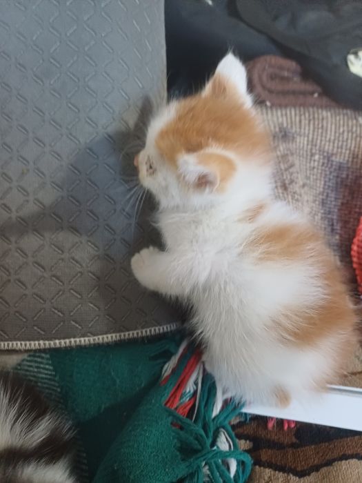 Котята ищут новые семьи