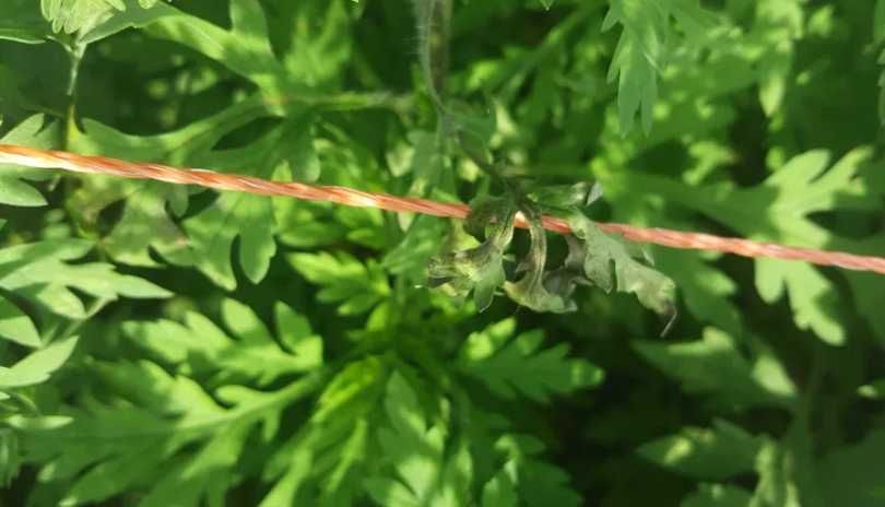 Aparat pentru gard electric 6J Voltmetru digital 15.000V