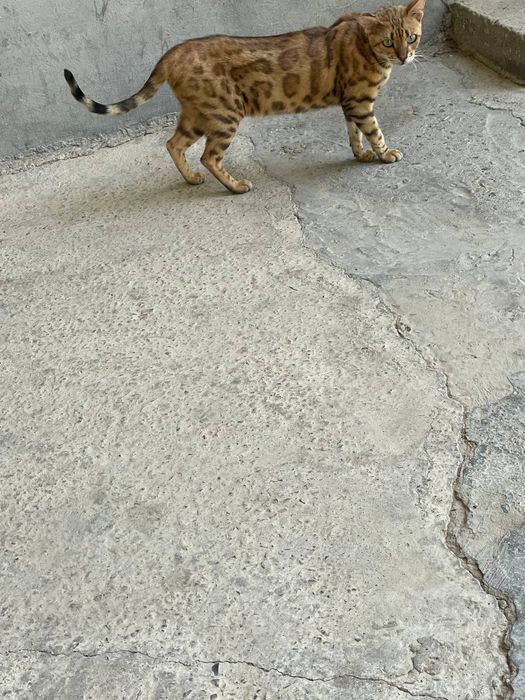 Бенгал сотилади она бола келиштирбераман соглом